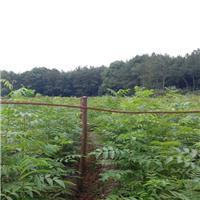 江西奉新县会埠绿霖苗木基地|江西奉新县会埠绿霖苗木基地网站