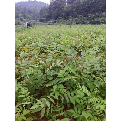 【【供应】供应,】批发,供应,价格,厂家,赵英举-中国惠农网