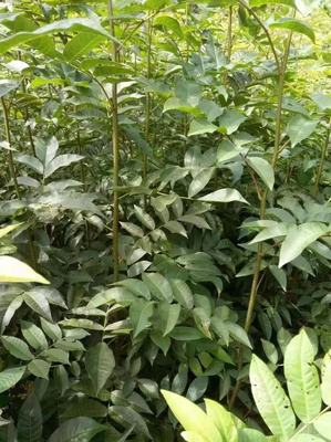 湖南青钱柳苗金钱柳摇钱树苗批发价格优惠500起批