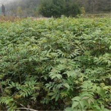 【青钱柳小苗价格、青钱柳小苗、青钱柳苗规格齐全图片】青钱柳小苗价格、青钱柳小苗、青钱柳苗规格齐全