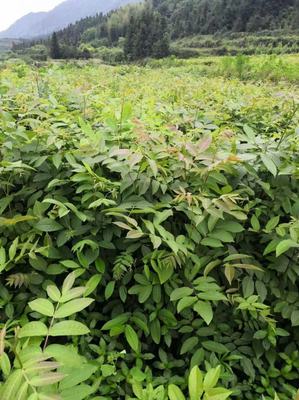湖南青钱柳苗金钱柳摇钱树苗批发价格优惠500起批