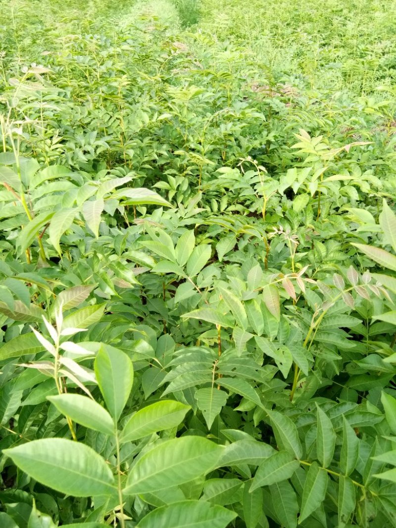 青钱柳苗青钱柳金钱柳摇钱树青钱柳树苗
