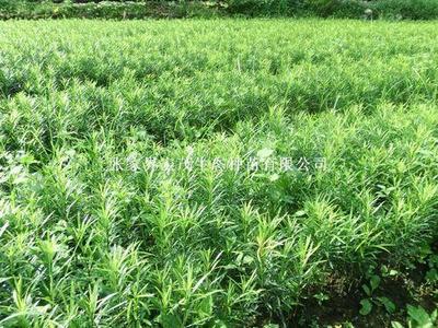 【张家界青钱柳苗供应】价格,厂家,其他种子种苗-搜了网