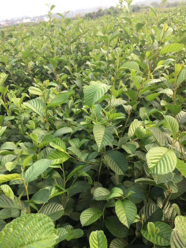 青钱柳苗价格8元/棵_报价表_西北苗木网
