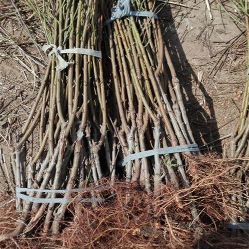 【黄金蜜4号桃树市场报价】- 