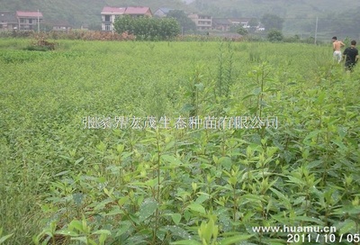 木姜子供应_木姜子商家|供应商_木姜子价格