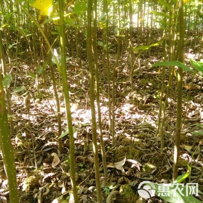 青钱柳苗 金钱柳苗 摇钱树