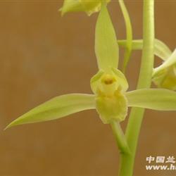 蕙素15号精品苗 荷型平肩