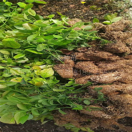 大棚专用蓝莓苗 种植技术