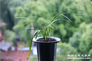 花期将至 0 起惠拍 细叶下山精品 大花大圆舌素 引种苗
