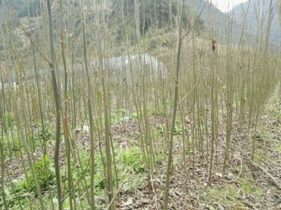 青钱柳苗