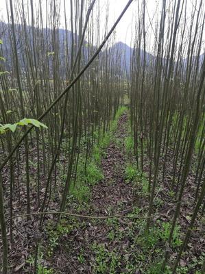 [青钱柳批发]湖南怀化靖州县青钱柳 3.00元/棵青钱柳苗 青钱 _ 一亩田