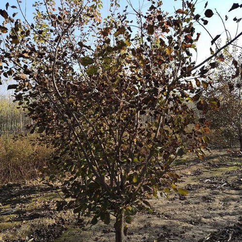 恭喜博野县森大苗圃场入驻苗木通 河北朱寨鹏 因为热爱只做精品