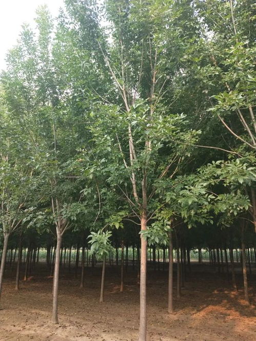 恭喜山东柳树垂柳基地入驻苗木通 山东史长国 培育精品柳树