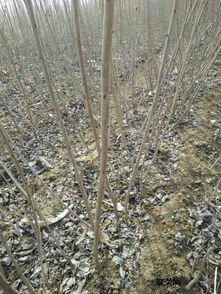 三年樱桃树苗基地 山东三年樱桃树苗基地