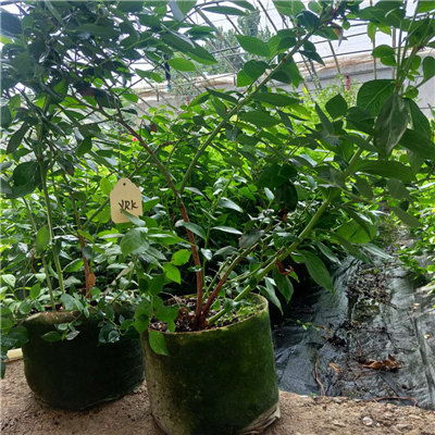 珠宝蓝莓苗产品批发 广西