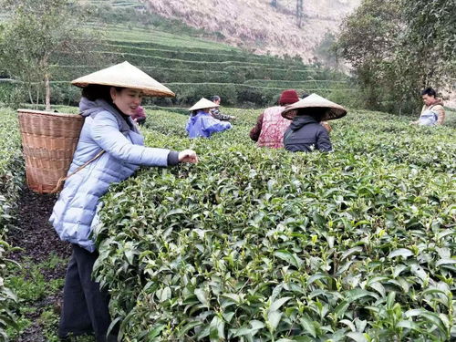 茶博会上 一盏清 茗