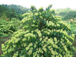 高血糖可以喝金银花吗