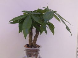 荧光发财树芽苗菜,豆芽菜,无根豆芽,无公害蔬菜,绿色蔬菜,绿色食品,中国蔬菜网,蔬菜交易,芽菜,苗菜,农业项目