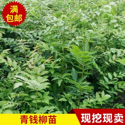 价额苗木