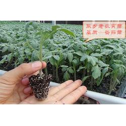 玉树市育苗基质厂 菜乡老农 育苗基质厂
