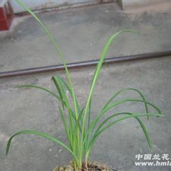 红河红,精品,2苗1芽