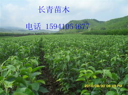 寒富苹果苗 辽宁寒富苹果苗价格 寒富苹果苗 辽宁寒富苹果苗型号规格
