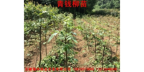 供应青钱柳苗,青钱柳苗价格,青钱柳苗供应商
