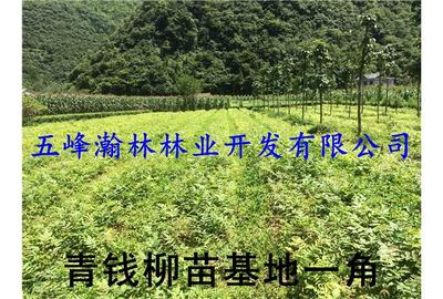 摇钱树保健茶图片|摇钱树保健茶样板图|摇钱树保健茶效果图-五峰瀚林林业开发