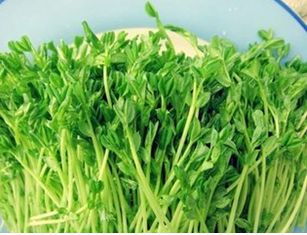 益沣园芽苗菜总部在哪儿