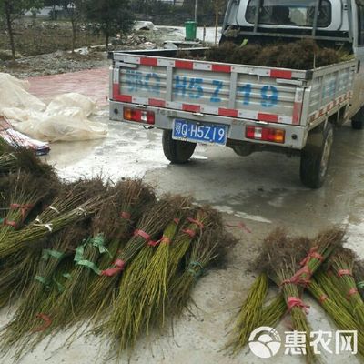 青钱柳苗