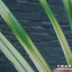 蕙兰精品 雪白艺,斑稿艺 1苗1芽