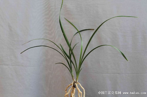 精品苗 程梅 2苗带芽
