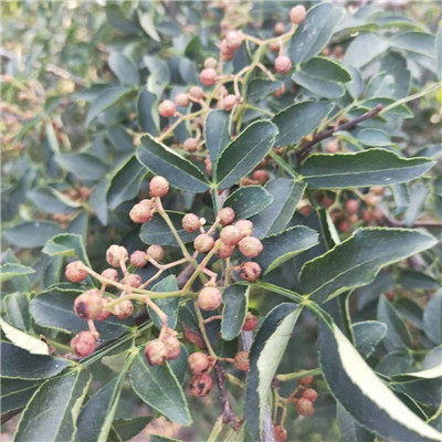 青花椒苗产品供应 湖南