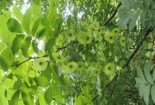 江西青钱柳小苗基地讲述青钱柳性状