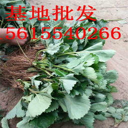 基地小白草莓苗哪里有卖的 小白草莓苗基地