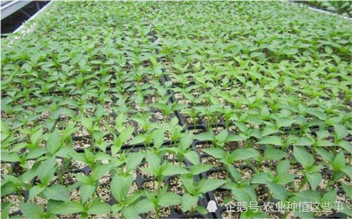 蔬菜种植技术系列1 蔬菜育苗方式