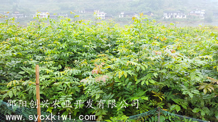 青钱柳苗