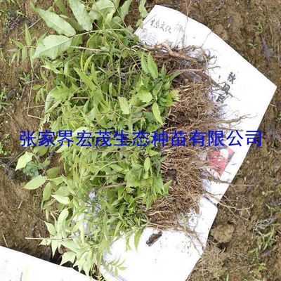 五一放假,青钱柳芽苗移栽却很忙,向劳动致敬!