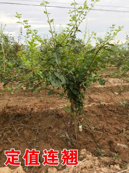 【连翘苗一亩地种植多少棵?连翘苗多少钱一棵?】- 