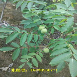 哪里有正宗嫁接核桃苗基地