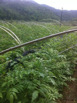 供应江西青钱柳苗/湖南金钱柳(遥钱树)优质苗木