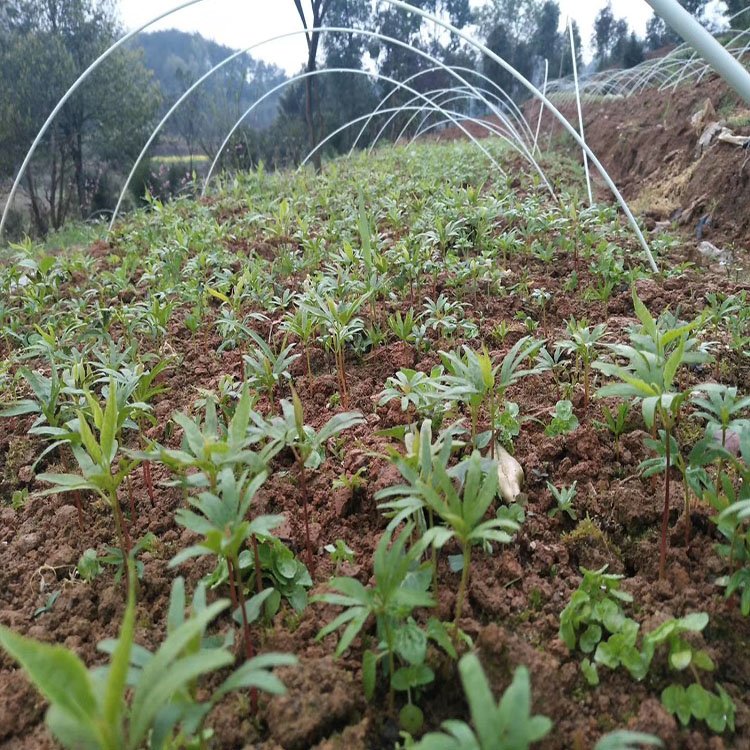 青钱柳苗 青钱柳苗价格 青钱柳苗基地