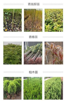 重庆杉木苗出售 湖南杉木苗求购 三川苗圃 江苏杉木苗出售