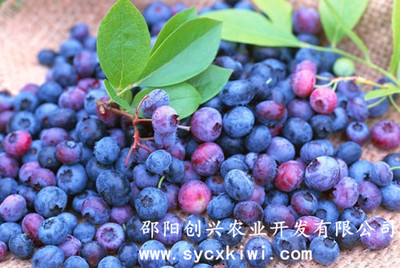 中药材种苗