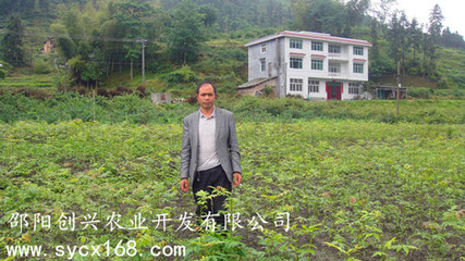 青钱柳苗批发 青钱柳种子 青钱柳价格