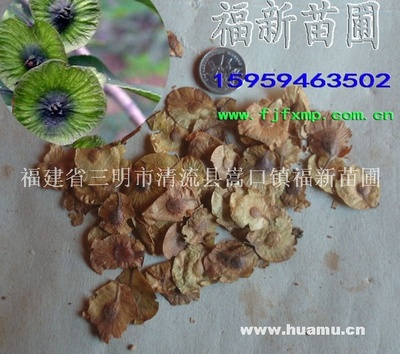 辣木苗 辣木种子 辣木树苗 辣木营养价值