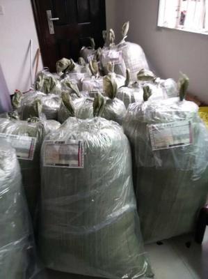 供应青钱柳苗 青钱柳原叶 青钱柳嫩芽茶