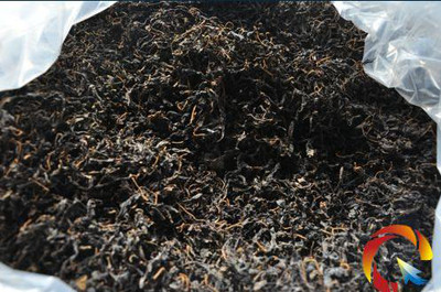 青钱柳 青钱柳茶叶 茶叶批发 优质茶叶批发 青钱柳苗 青钱柳 供应 优质青钱柳