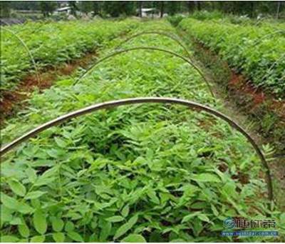 【九江联信园林大量供应青钱柳小苗青钱柳苗青钱柳批发